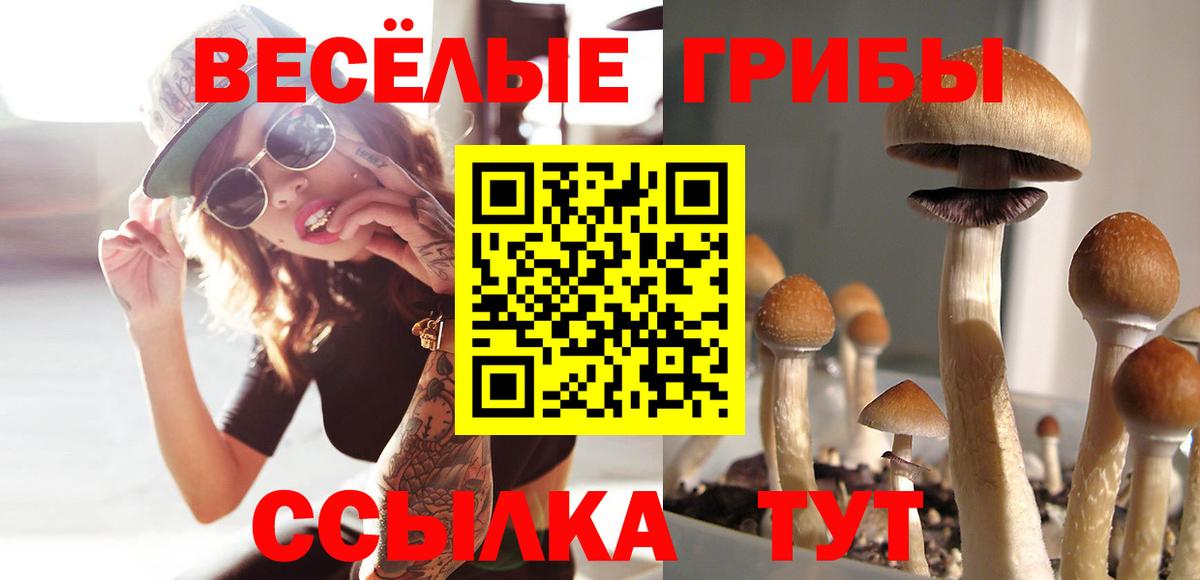 Новозыбков  Псилоцибиновые грибы Psilocybine cubensis  Вход с VPN 